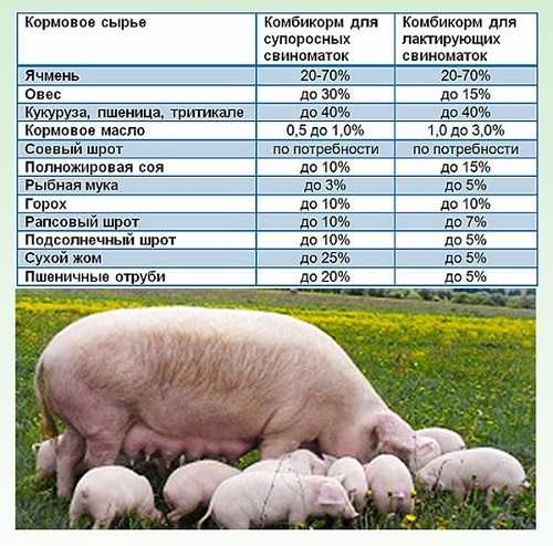 Корм для свиней: как и чем кормить свиней, расход, состав, нормы