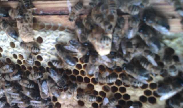 Рекомендации, как сделать отводок пчел в августе, осенью. Методы формирования отводков пчел: до начала роения, на маточник, на плодную матку, на зимовавший нуклеус, на молодую пчелу.