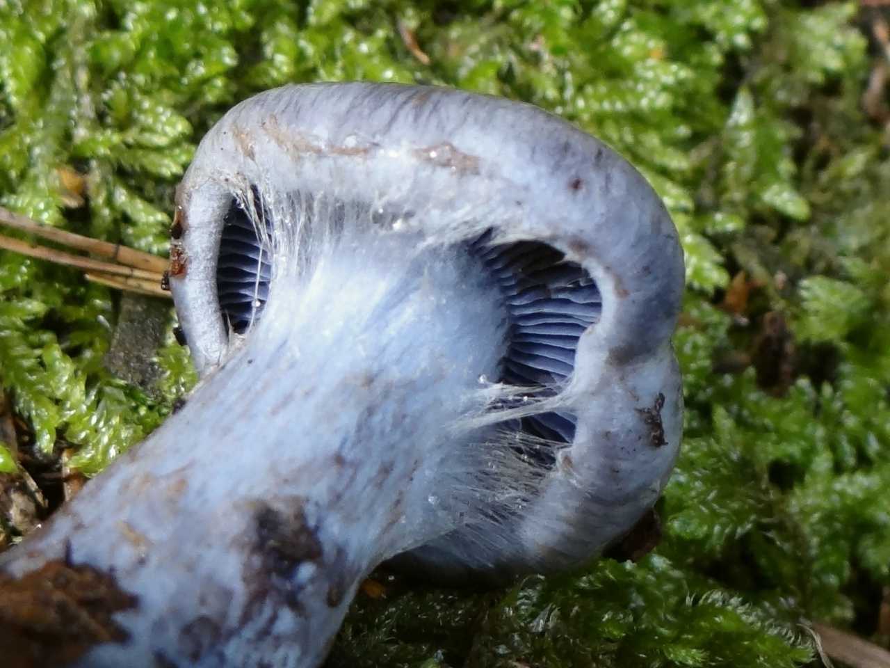 Паутинник сизо-голубой (голубеющий, cortinarius caerulescens): как выглядит, где и как растет, съедобный или нет