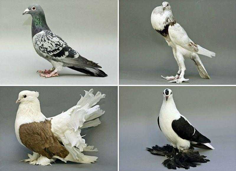 Загадка века: где прячутся птенцы голубей и как они выглядят — 4 лапки