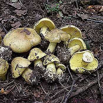 Ядовитые грибы - фото, классы, виды