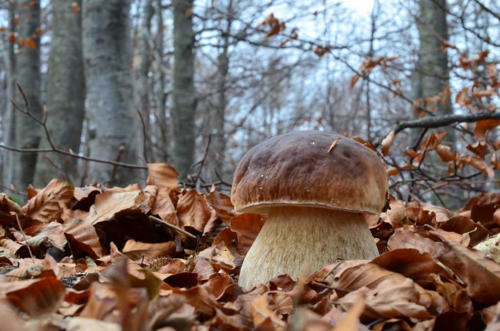 Белые грибы в Краснодаре: когда и где растут, сколько длится сезон. Правила сбора. Как правильно проводить тихую охоту. Какие нюансы знают опытные грибники.
