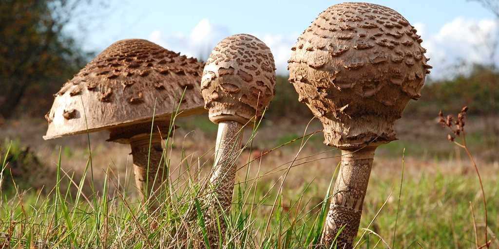 Гриб зонтик (фото). узнайте, какой гриб зонтик съедобный, а какой - ядовитый :: syl.ru