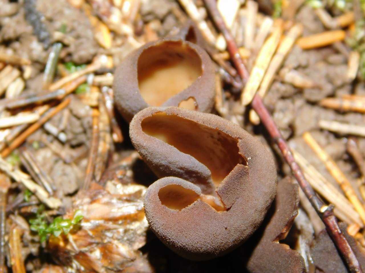 Опенок ссыхающийся (armillaria tabescens) или опенок бескольцевой: фото, описание и как готовить этот гриб