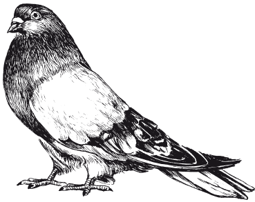 Николаевская порода голубей - уловия разведения и содержания