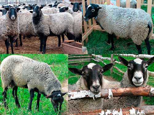 Куйбышевская порода овец