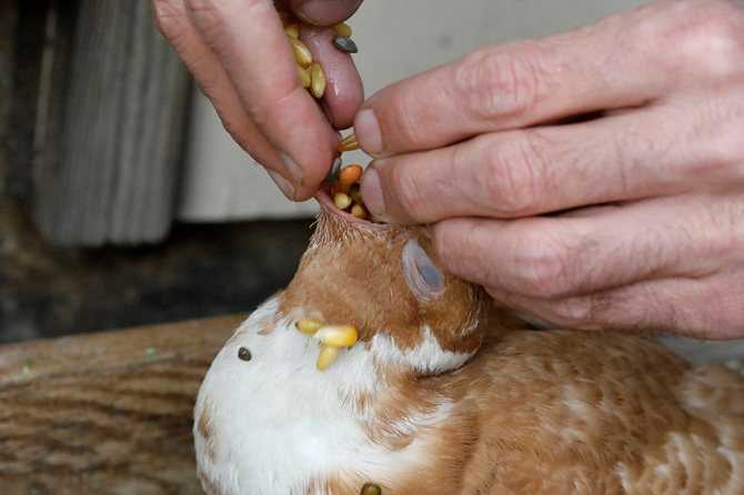 Чем кормить птенца голубя в домашних условиях: описание - сельская жизнь