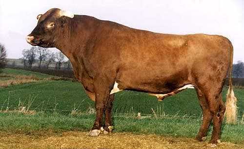 Бестужевская порода коров: характеристика, отзывы, фото. Происхождение, описание, продуктивные характеристики.