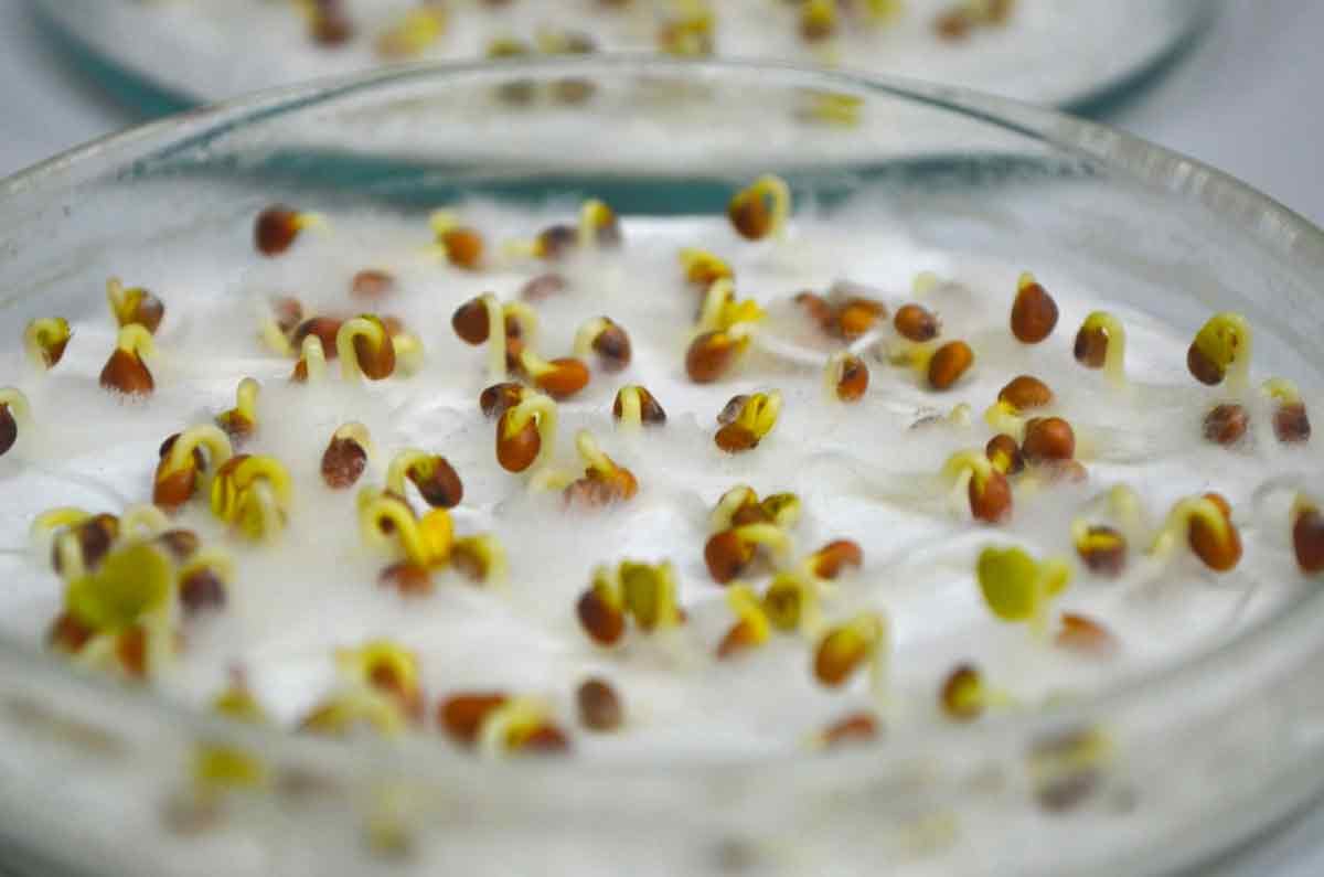 10 способов проращивания семян в домашних условиях