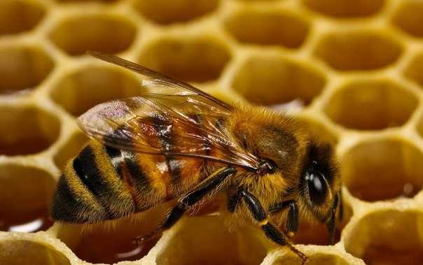 Сахарный сироп для пчел, пропорции приготовления | практическое пчеловодство
