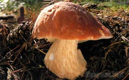 Где растут грибы в березняке, хвойных лесах, на лугах