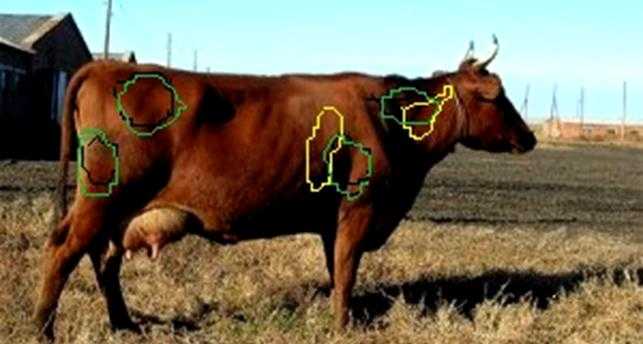 Как сделать укол теленку или корове: внутримышечно, внутривенно, подкожно - растения и огород