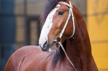 Русские породы лошадей: виды пород, история, внешний вид, фото