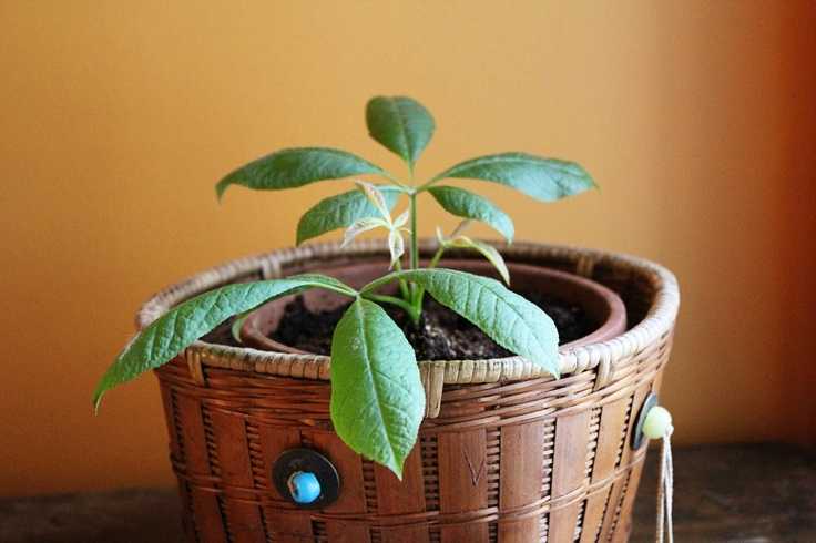 Как посадить каштан: из ореха, в горшок, семенами, саженцами