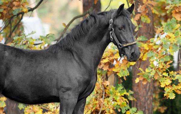 Фризская порода лошади: история, фото, описание, характеристика, особенности, происхождение и видео