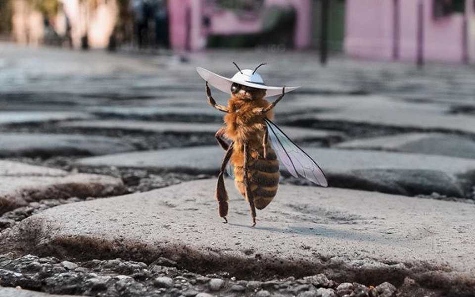 Правила и особенности кормления пчел, специфика и расход корма