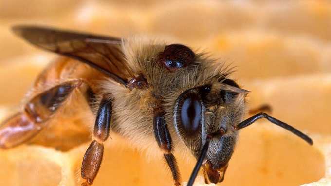 Аква-фло для пчел: инструкция по применению средства для обработки насекомых от клеща