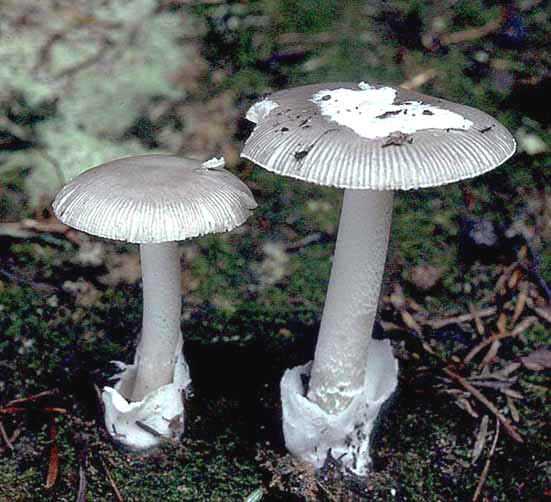 Грибы поплавоки (толкачики): описание и фото. поплавок серый (amanita vaginata) грибы поплавки