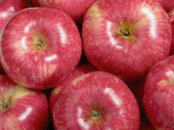 Сорт яблони мантет: описание, фото