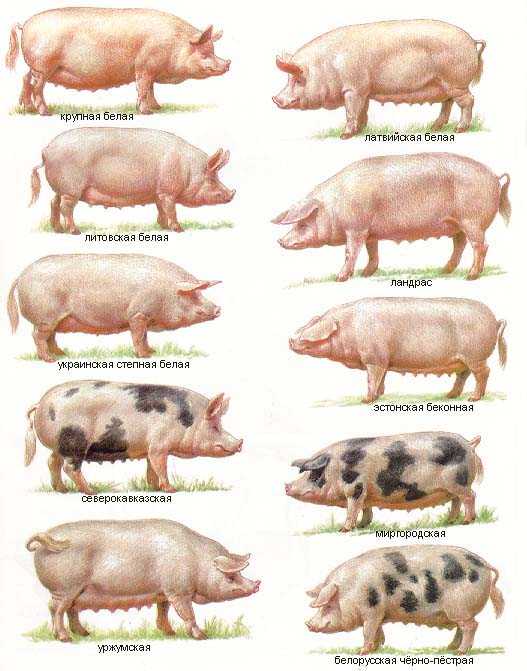Популярные породы белых свиней и правила их содержания
