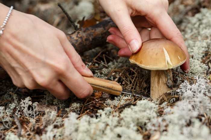 Как и чем нужно чистить грибы — нюансы обработки