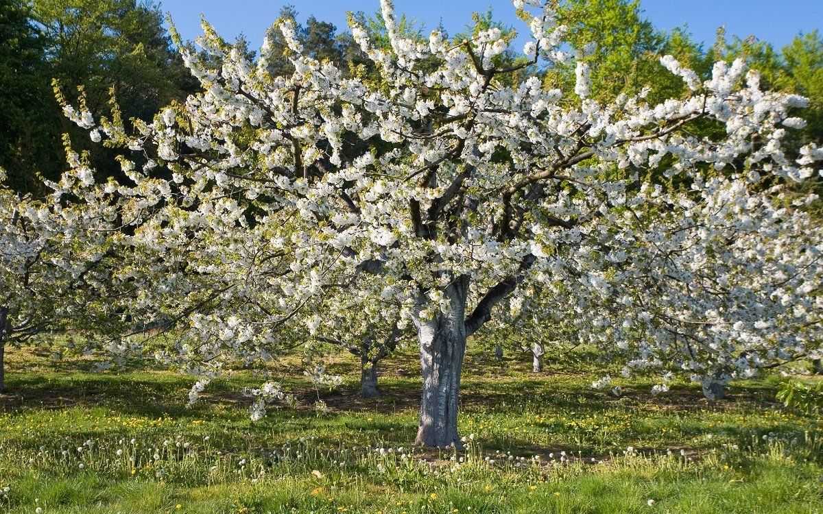 Почему не цветет и не плодоносит черешня? | садоводство и огородничество