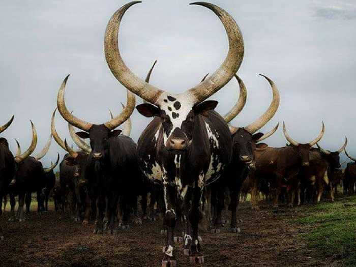 Тотемное животное бык – характеристика и значение