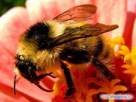 Чем отличается шмель от пчелы и осы