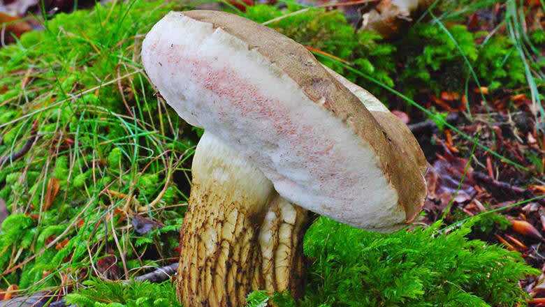 Гриб боровик (белый гриб): особенности и способы выращивания