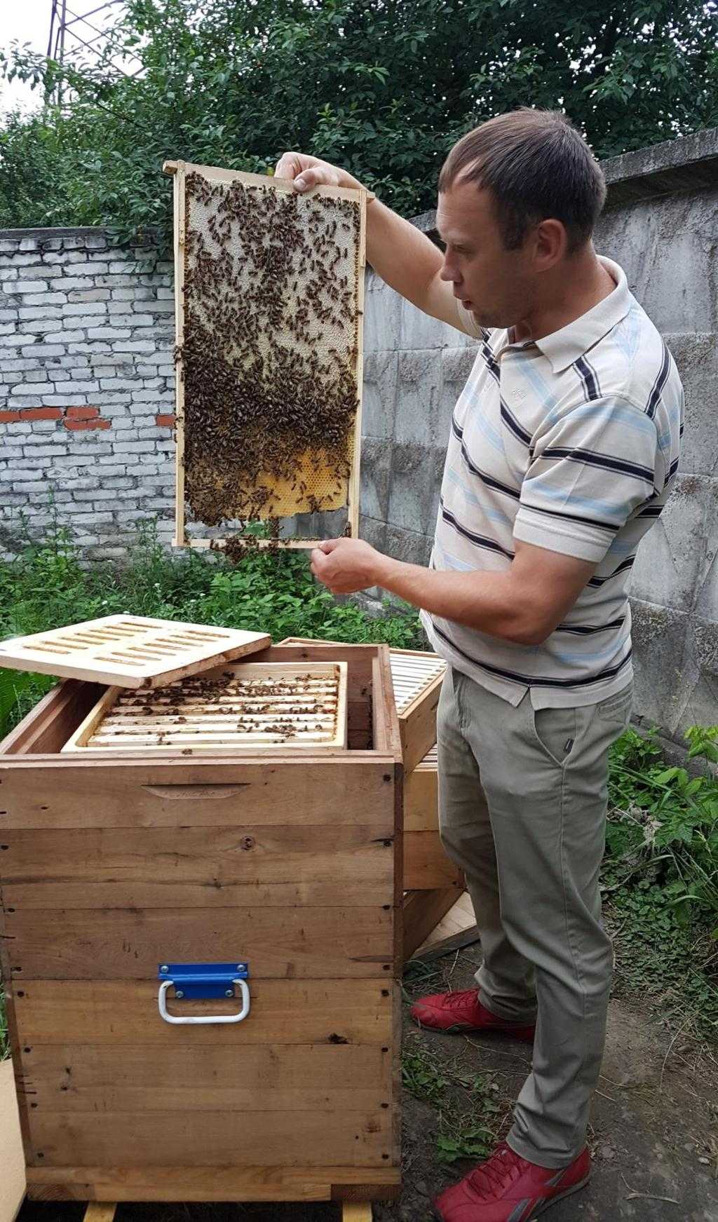 Меры борьбы с варроатозом пчел