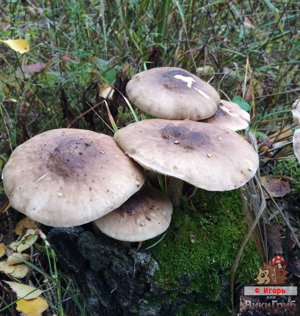 Плютей ивовый (pluteus salicinus) –  грибы сибири