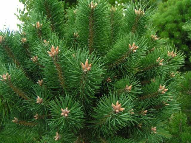 Сосна кедровая сибирская: фото дерева, посадка, уход за сибирским кедром, характеристики дерева