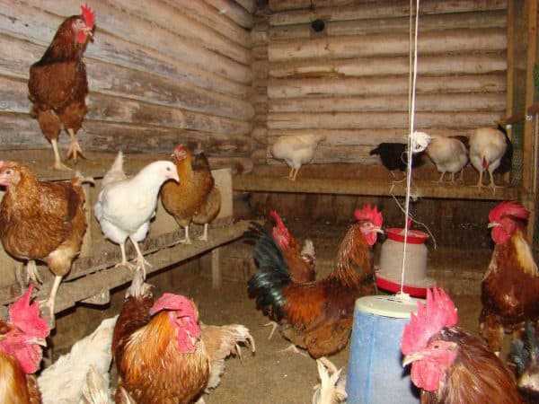 Лучшие варианты лампы для обогрева цыплят, особенности инфракрасной и керамической
