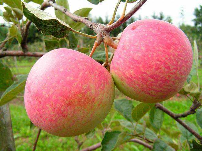 Яблоня орлинка: особенности сорта и ухода
