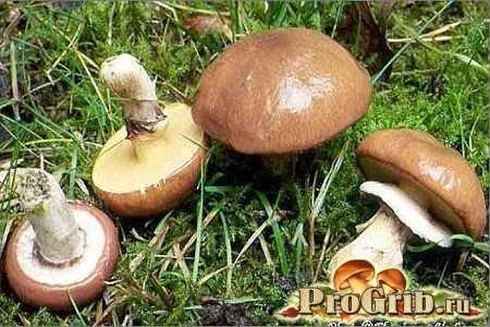 Виды съедобных грибов - какие бывают, фото, название