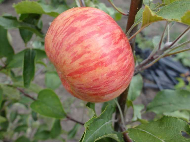 Выращивание яблони китайка керр