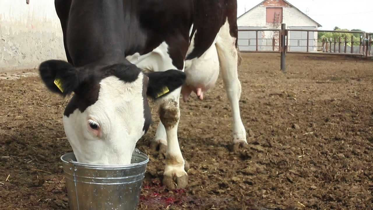 Что делать, если у коровы нет аппетита?