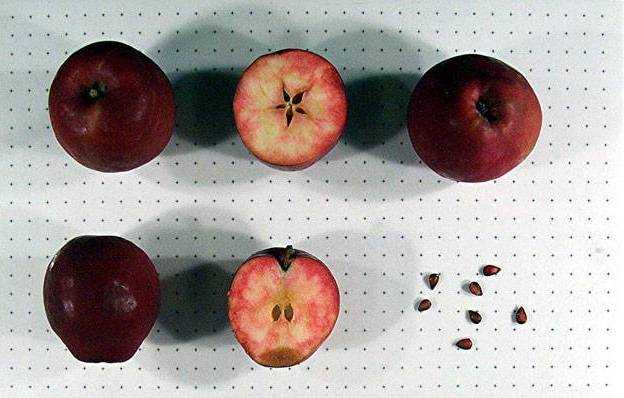 Сорт яблони коваленковское: описание, фото