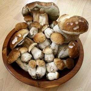 Рекомендации, как вырастить грибы на садовом участке