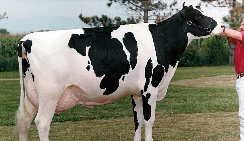 Голштинская порода коров: характеристики, фото и отзывы