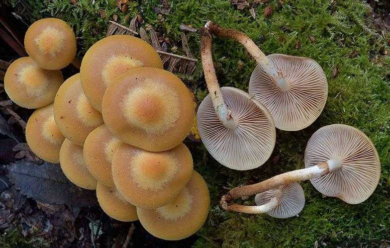 Опасный двойник шампиньона: название ложного гриба, фото и описание