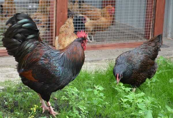 Порода кур барневельдер (41 фото): описание породы, особенности выращивания цыплят, отзывы владельцев