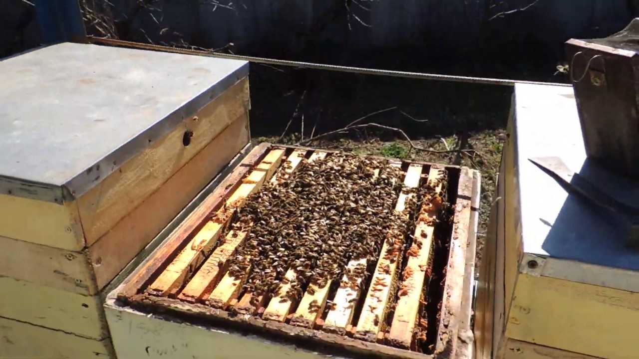 Двухкорпусное содержание пчел в дадане