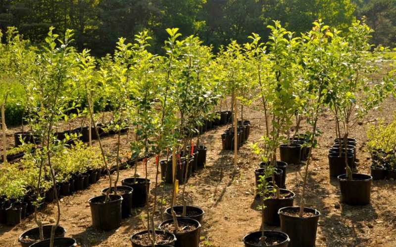 Лучшее время посадки плодовых деревьев в подмосковье: сажать весной или осенью?