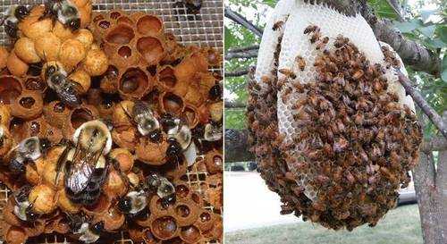 Особенности медоносных пород пчел