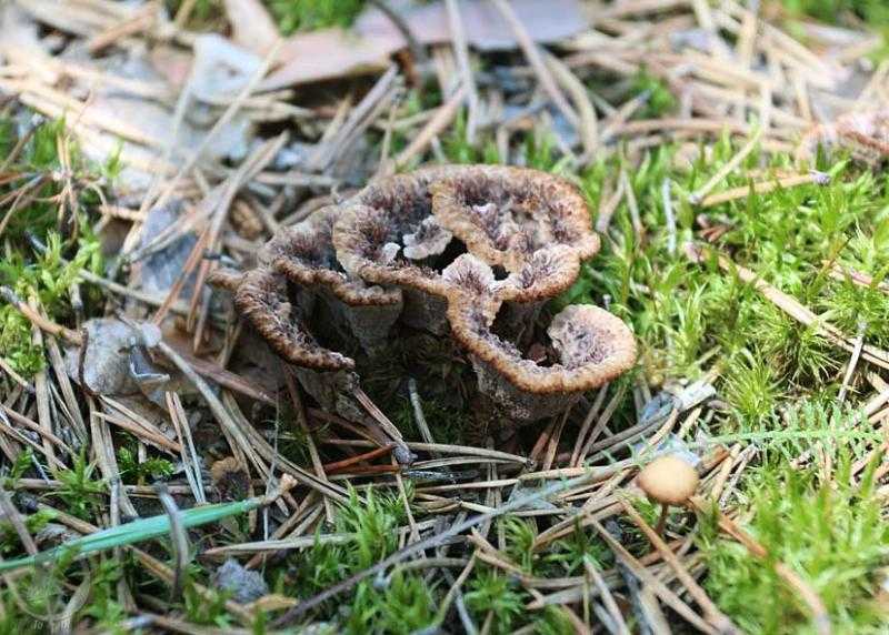 Телефора кисточковая (thelephora penicillata): как выглядят грибы, где и как растут, съедобны или нет