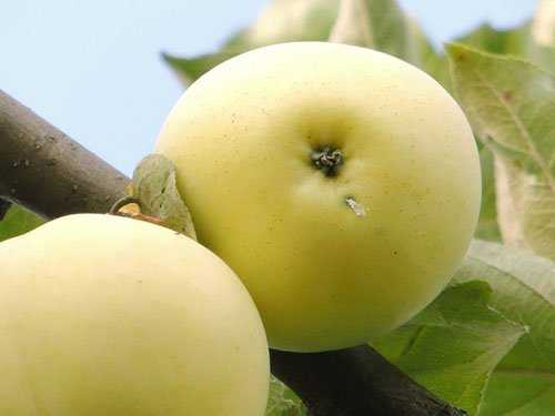 Яблоня китайка золотая ранняя — описание сорта, фото, отзывы