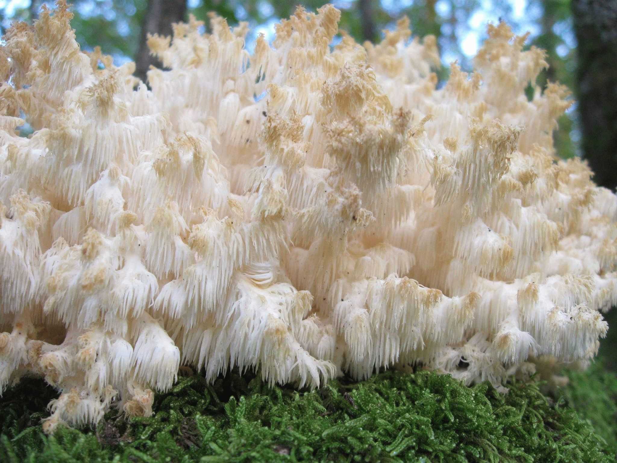 Ежовик коралловидный (коралловый, гериций коралловидный, hericium coralloides): как выглядит, где и как растет, съедобный или нет, как готовить, польза настойки