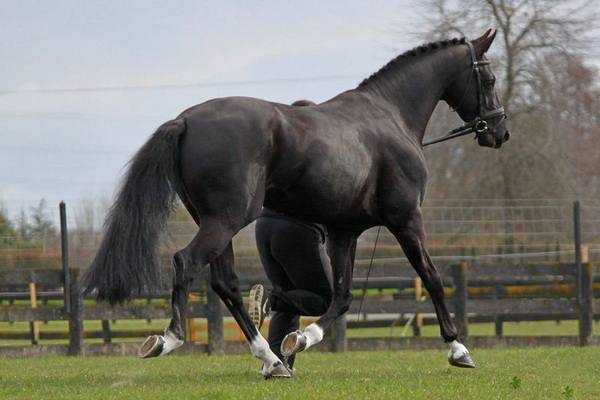 Немецкие и голландские лошади – звезды современного конного спорта
