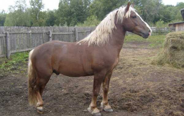 Лошади породы владимирский тяжеловоз: характеристика и содержание